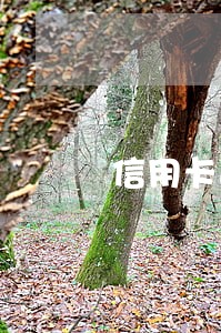 信用卡逾期2天还行吗 信用卡逾期2天还行吗