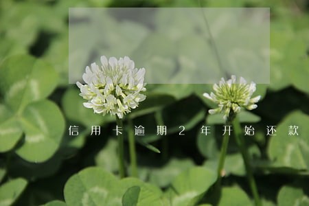 信用卡逾期2年开始还款 信用卡逾期2年开始还款