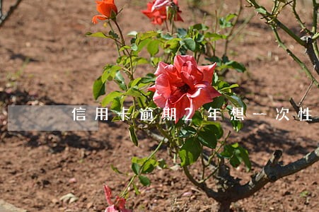 信用卡逾期2年想一次性还完 信用卡逾期2年想一次性还完