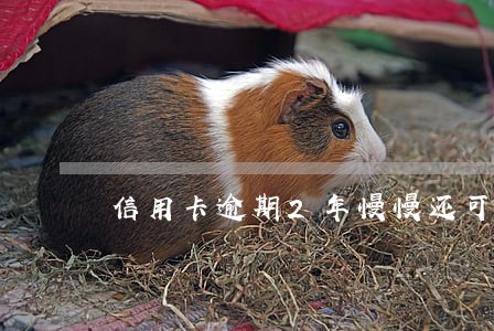 信用卡逾期2年慢慢还可以吗 信用卡逾期2年慢慢还可以吗