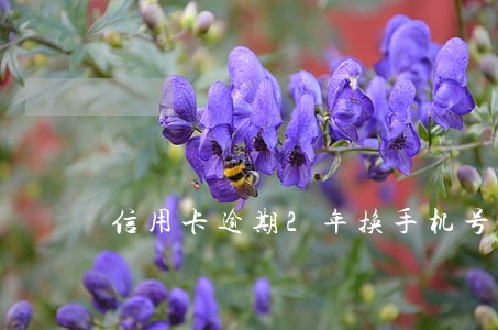 信用卡逾期2年换手机号怎么还款 信用卡逾期2年换手机号怎么还款