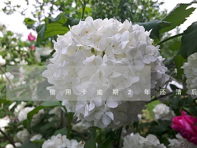 信用卡逾期2年还清后 信用卡逾期2年还清后