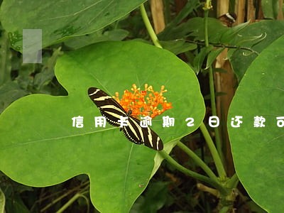 信用卡逾期2日还款可以吗 信用卡逾期2日还款可以吗