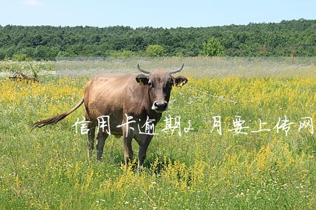 信用卡逾期2月要上传网上