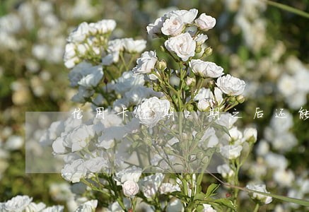 信用卡逾期2期之后还能用吗 信用卡逾期2期之后还能用吗