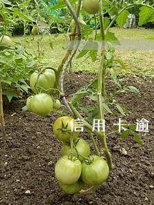 信用卡逾期2期和客服沟通 信用卡逾期2期和客服沟通
