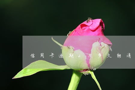 信用卡逾期2次多久能消除 信用卡逾期2次多久能消除
