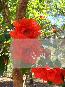信用卡逾期3000元律师函 信用卡逾期3000元律师函