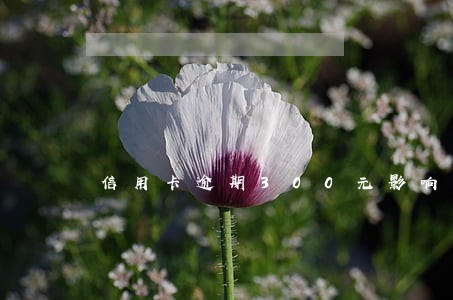 信用卡逾期300元影响贷款