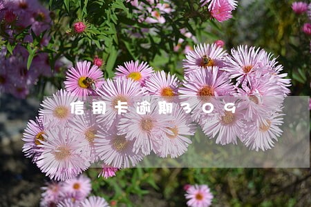 信用卡逾期309 信用卡逾期309