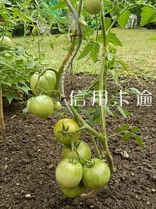 信用卡逾期30万上岸 信用卡逾期30万上岸