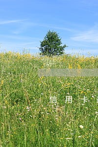 信用卡逾期30天什么情况 信用卡逾期30天什么情况