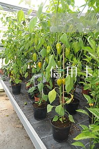 信用卡逾期30天提交风险部门 信用卡逾期30天提交风险部门
