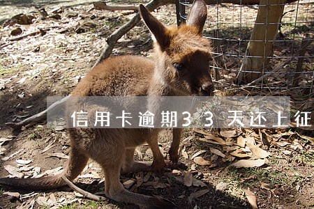 信用卡逾期33天还上征信显示