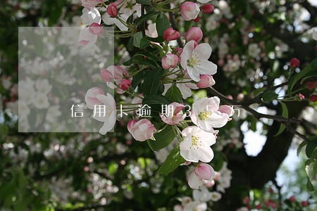 信用卡逾期35万