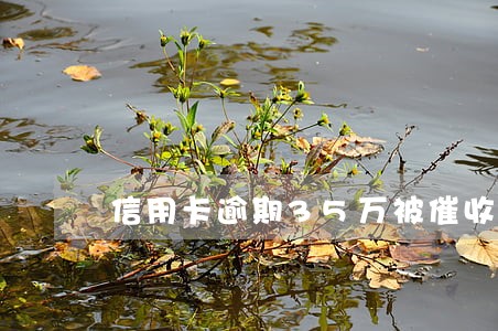 信用卡逾期35万被催收怎么办 信用卡逾期35万被催收怎么办