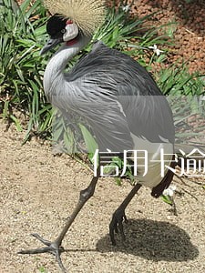 信用卡逾期3600元 信用卡逾期3600元