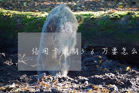 信用卡逾期36万要怎么打工 信用卡逾期36万要怎么打工