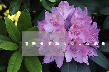 信用卡逾期3900逾期 信用卡逾期3900逾期