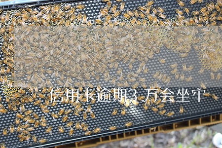 信用卡逾期3万会坐牢 信用卡逾期3万会坐牢