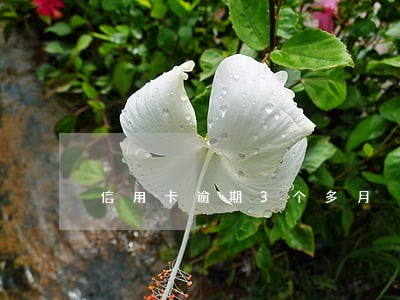 信用卡逾期3个多月