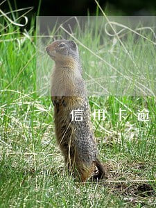 信用卡逾期3个月2000