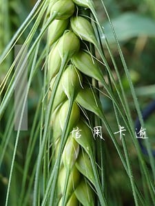 信用卡逾期3个月了会坐牢吗