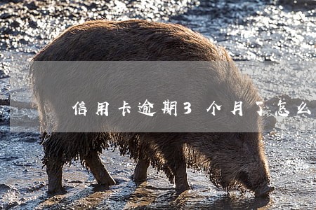 信用卡逾期3个月了怎么办没钱还 信用卡逾期3个月了怎么办没钱还