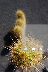 信用卡逾期3个月以前分期了 信用卡逾期3个月以前分期了
