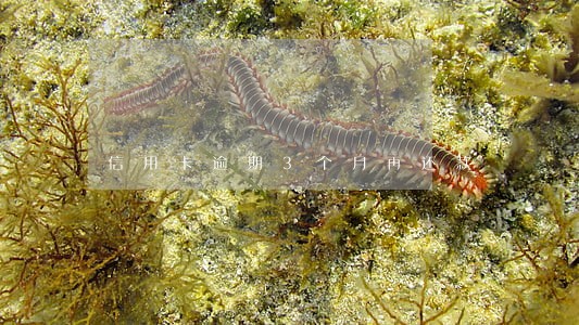 信用卡逾期3个月再还款 信用卡逾期3个月再还款