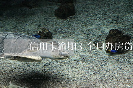 信用卡逾期3个月办房贷 信用卡逾期3个月办房贷