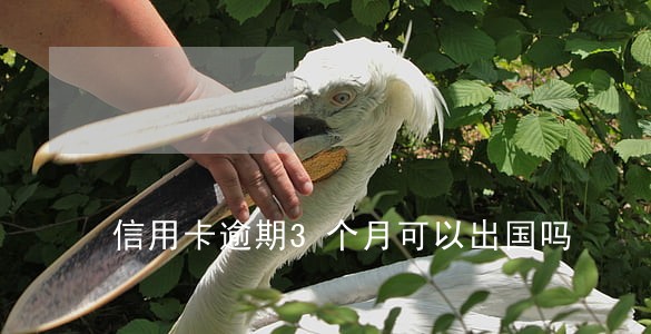 信用卡逾期3个月可以出国吗 信用卡逾期3个月可以出国吗