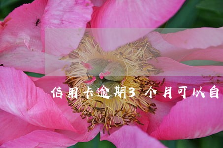 信用卡逾期3个月可以自首吗 信用卡逾期3个月可以自首吗