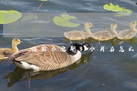 信用卡逾期3个月后怎么办 信用卡逾期3个月后怎么办