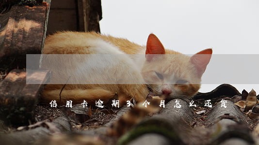 信用卡逾期3个月怎么还货 信用卡逾期3个月怎么还货