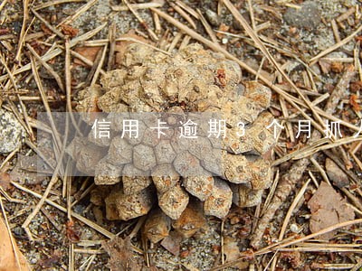 信用卡逾期3个月抓人吗 信用卡逾期3个月抓人吗