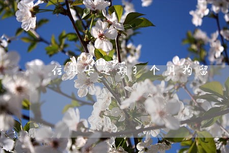信用卡逾期3个月拘留 信用卡逾期3个月拘留