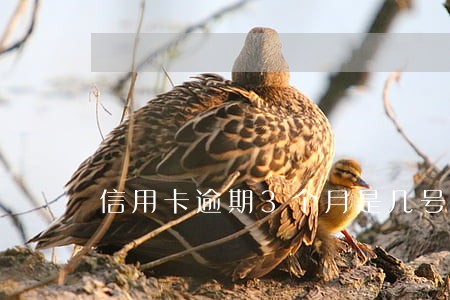 信用卡逾期3个月是几号到几号 信用卡逾期3个月是几号到几号
