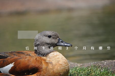 信用卡逾期3个月有哪些问题 信用卡逾期3个月有哪些问题