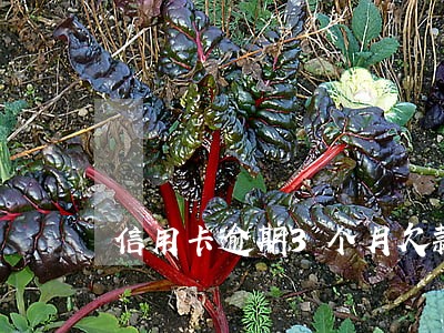 信用卡逾期3个月欠款4200
