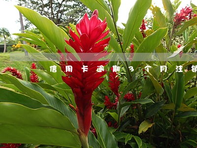 信用卡逾期3个月注销卡片