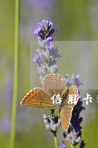 信用卡逾期3个月要报警 信用卡逾期3个月要报警
