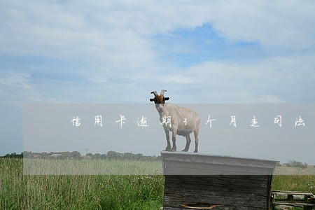 信用卡逾期3个月走司法 信用卡逾期3个月走司法