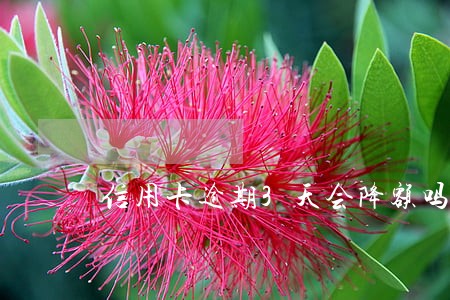 信用卡逾期3天会降额吗 信用卡逾期3天会降额吗
