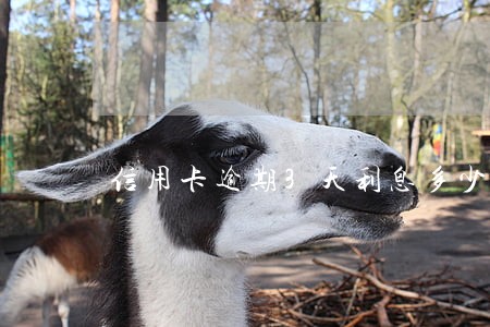 信用卡逾期3天利息多少 信用卡逾期3天利息多少
