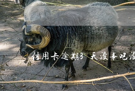 信用卡逾期3天没事吧没事 信用卡逾期3天没事吧没事