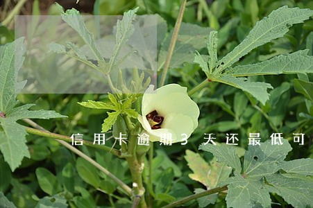 信用卡逾期3天还最低可以吗 信用卡逾期3天还最低可以吗