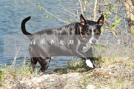 信用卡逾期3年15万 信用卡逾期3年15万