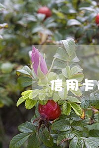 信用卡逾期3年4000