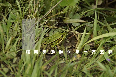 信用卡逾期3年一万五判多久 信用卡逾期3年一万五判多久